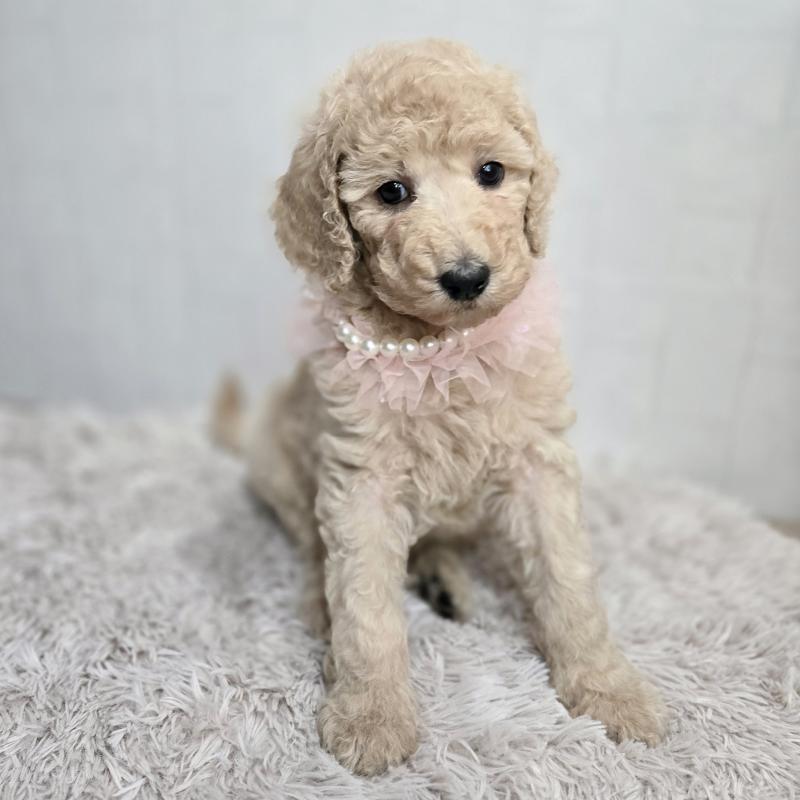 販売中の石川県のスタンダードプードル-434485の5枚目