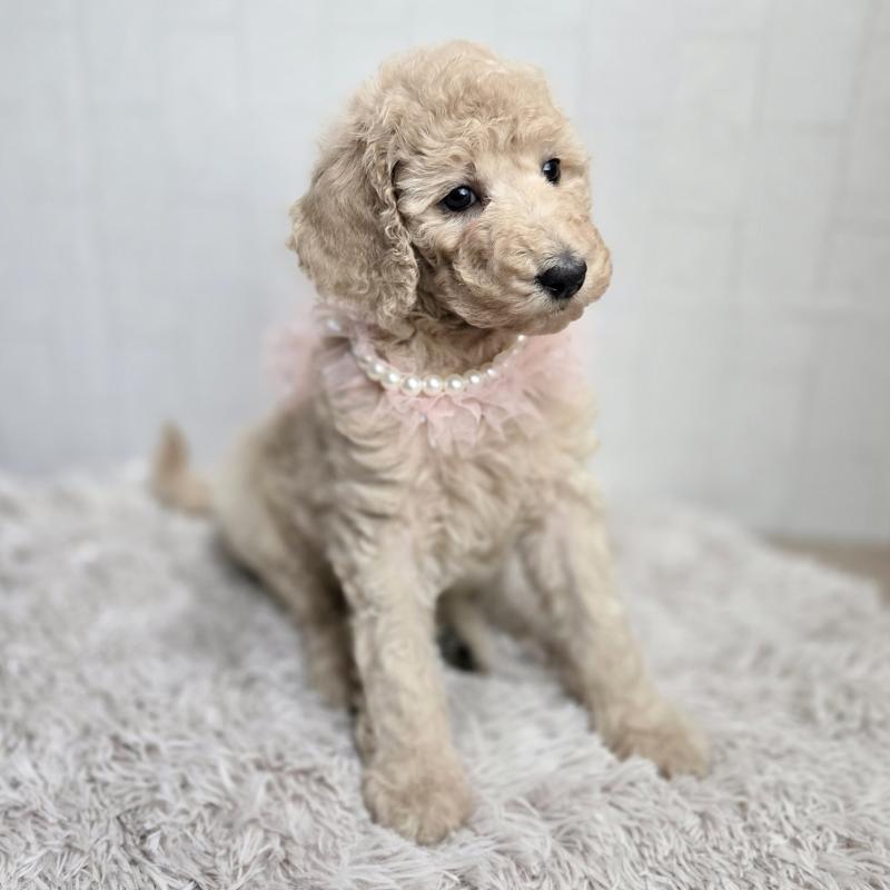 販売中の石川県のスタンダードプードル-434485の4枚目