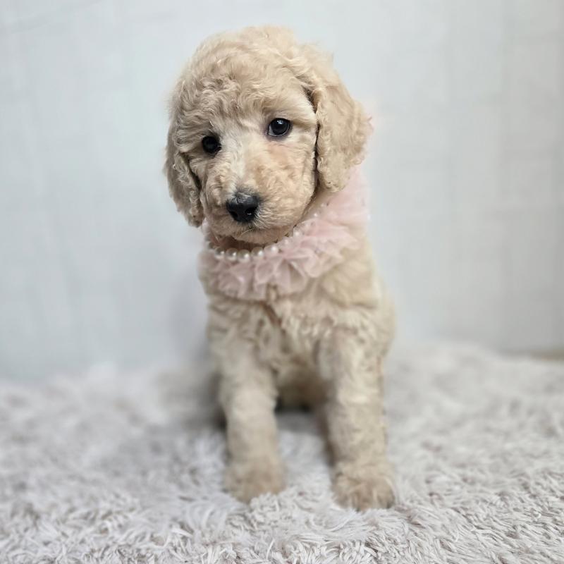 販売中の石川県のスタンダードプードル-434485の3枚目