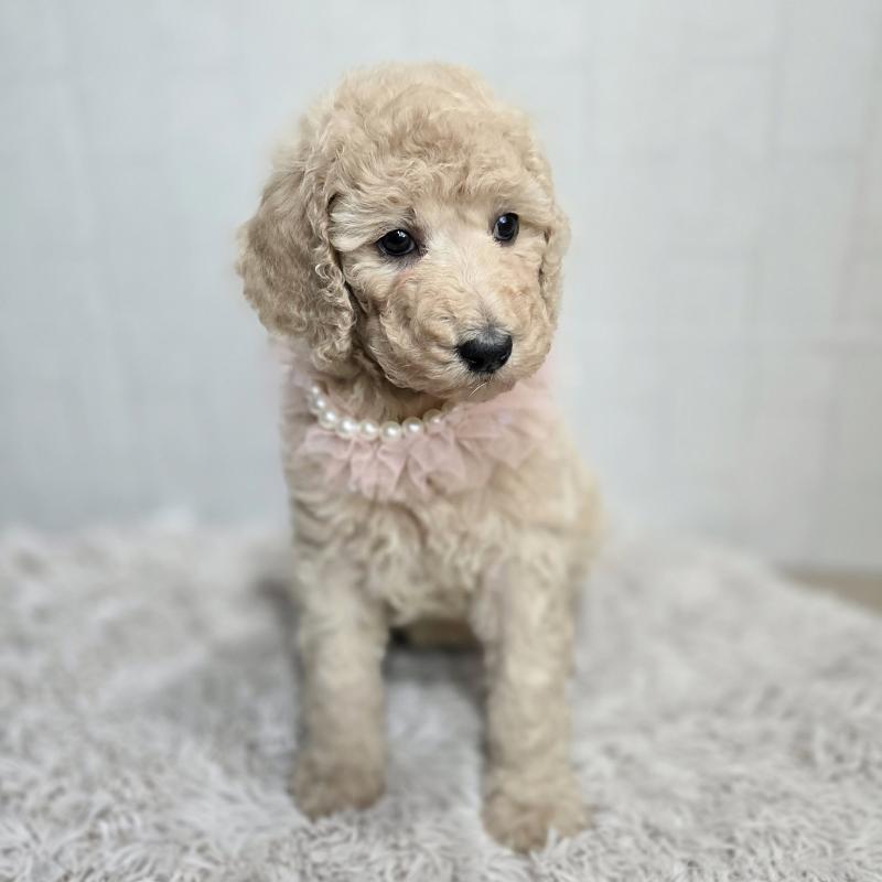 販売中の石川県のスタンダードプードル-434485の2枚目