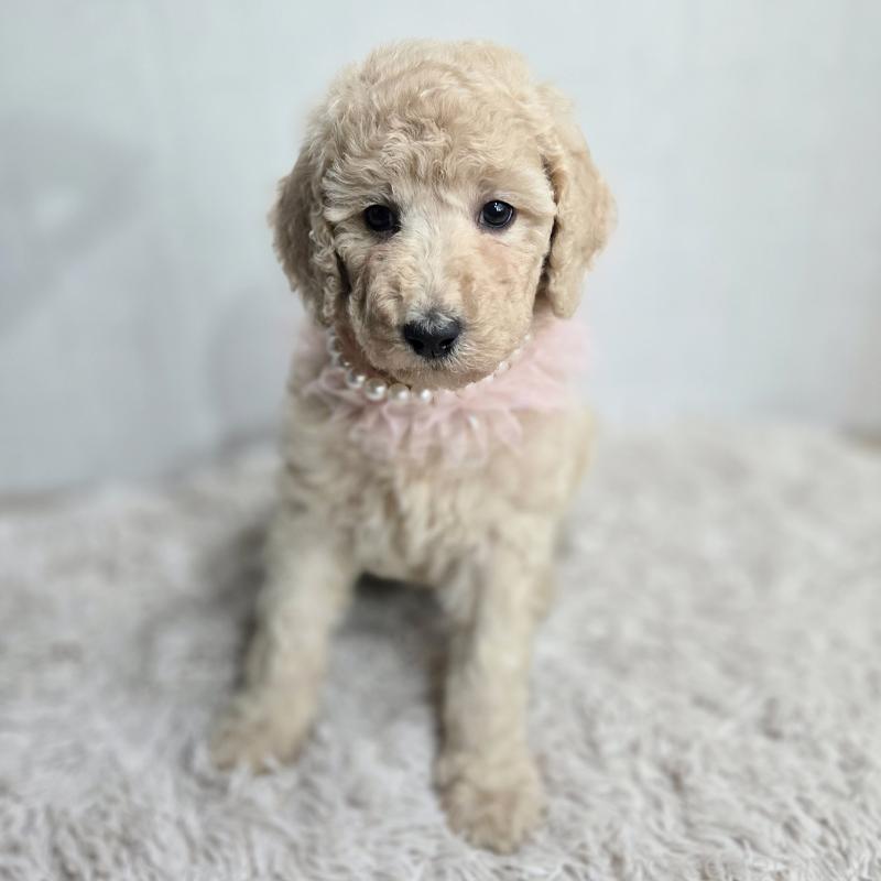 販売中ののスタンダードプードル-434485