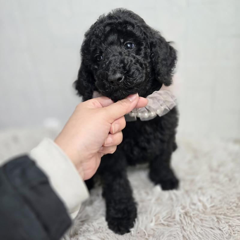 販売中の石川県のスタンダードプードル-434486の9枚目