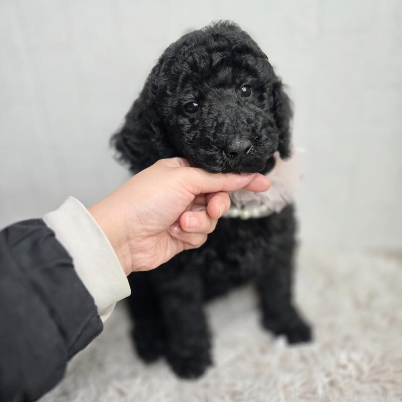 販売中の石川県のスタンダードプードル-434486の8枚目