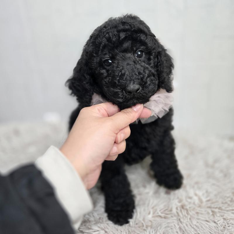 販売中の石川県のスタンダードプードル-434486の7枚目