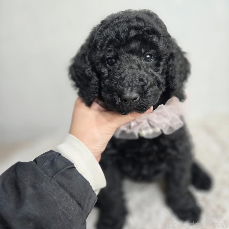 販売中の石川県のスタンダードプードル-434486の6枚目