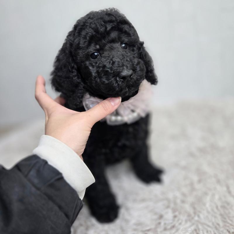 販売中の石川県のスタンダードプードル-434486の5枚目