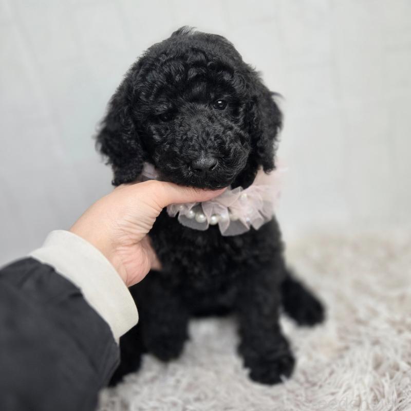 販売中の石川県のスタンダードプードル-434486の4枚目