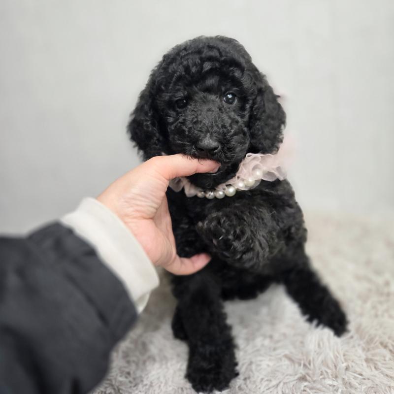 販売中の石川県のスタンダードプードル-434486の3枚目