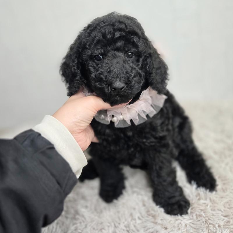 販売中の石川県のスタンダードプードル-434486