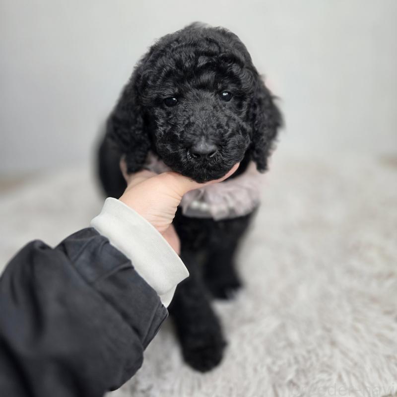 販売中の石川県のスタンダードプードル-434486の2枚目