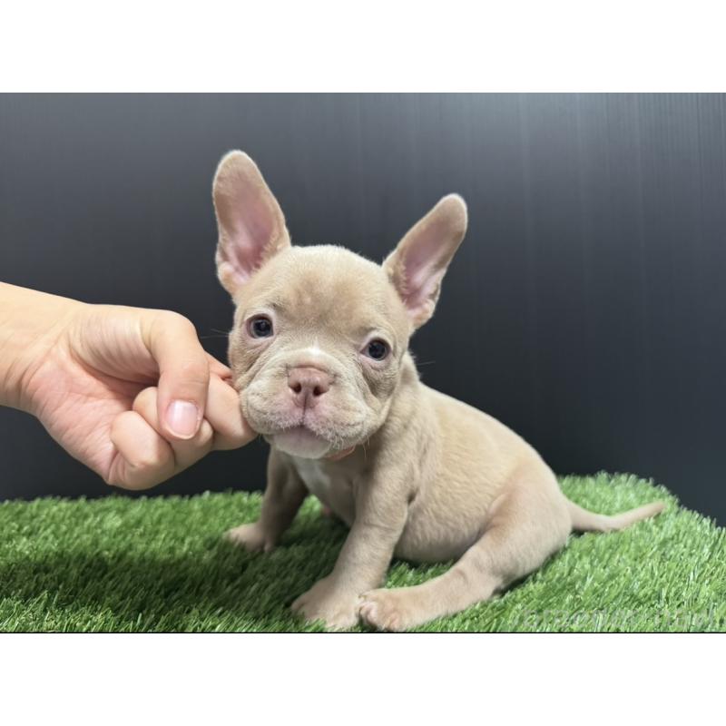 販売中の埼玉県のエキゾチックブリー-434487の16枚目