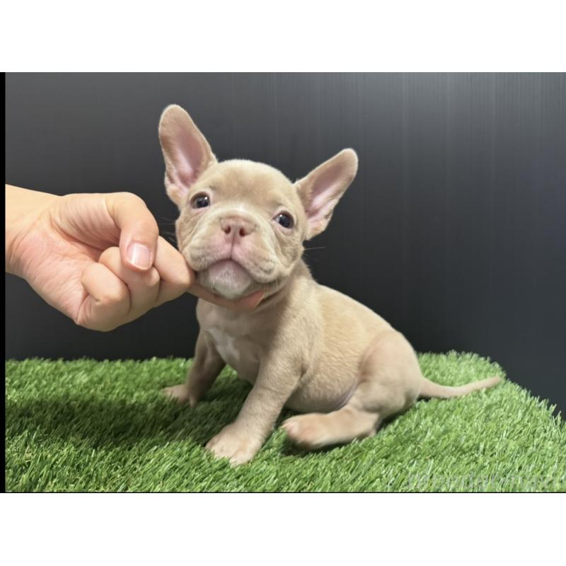 販売中の埼玉県のエキゾチックブリー-434487の15枚目