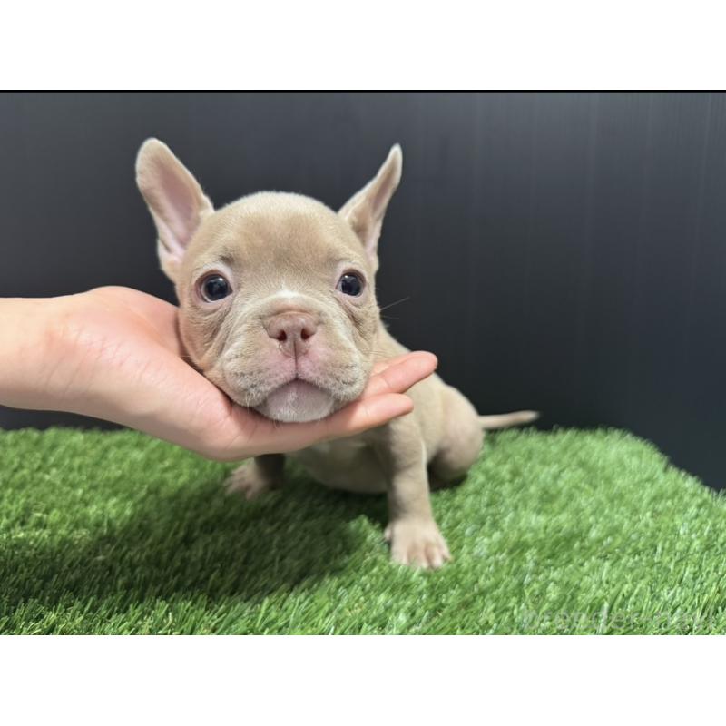 販売中の埼玉県のエキゾチックブリー-434487の14枚目