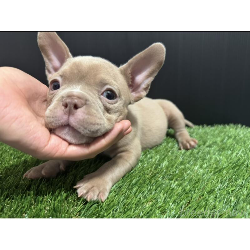 販売中の埼玉県のエキゾチックブリー-434487の13枚目