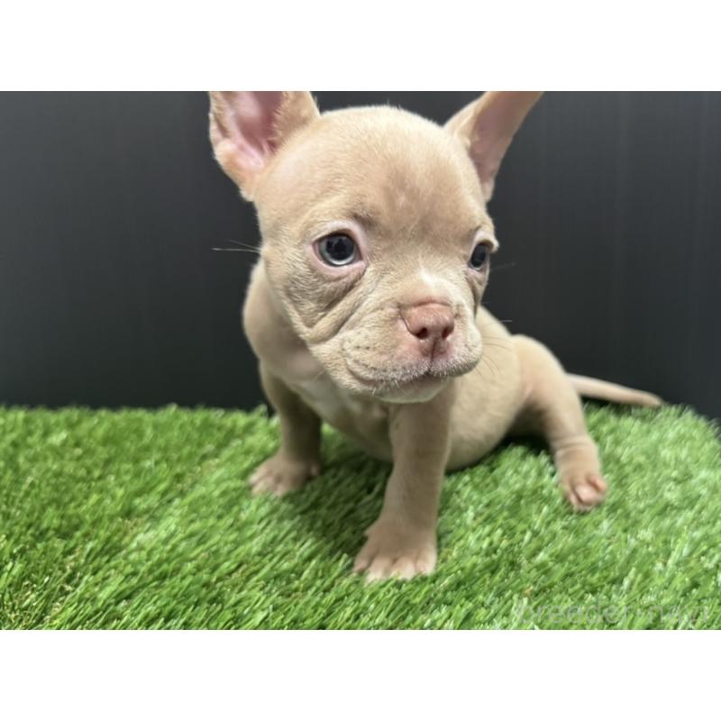 販売中の埼玉県のエキゾチックブリー-434487の12枚目