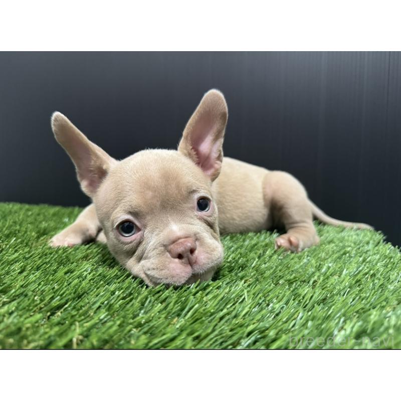 販売中の埼玉県のエキゾチックブリー-434487の11枚目