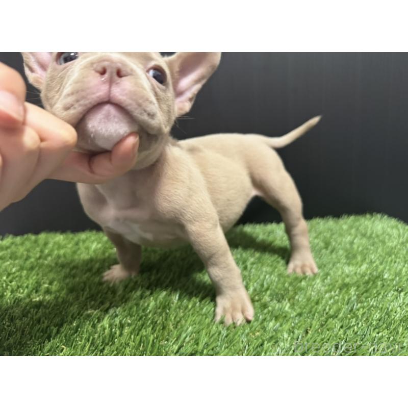 販売中の埼玉県のエキゾチックブリー-434487の10枚目