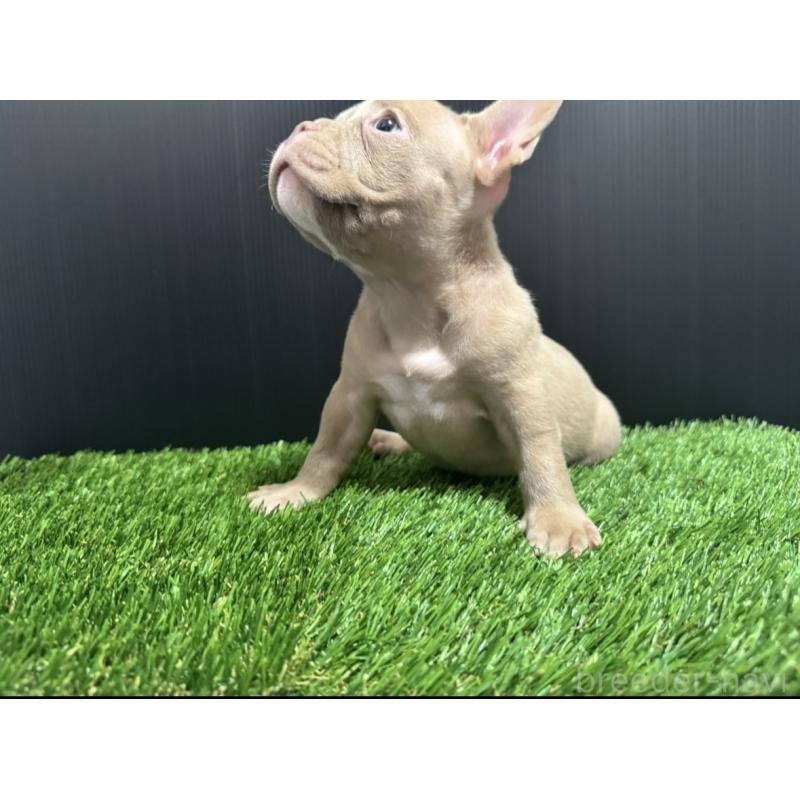 販売中の埼玉県のエキゾチックブリー-434487の9枚目