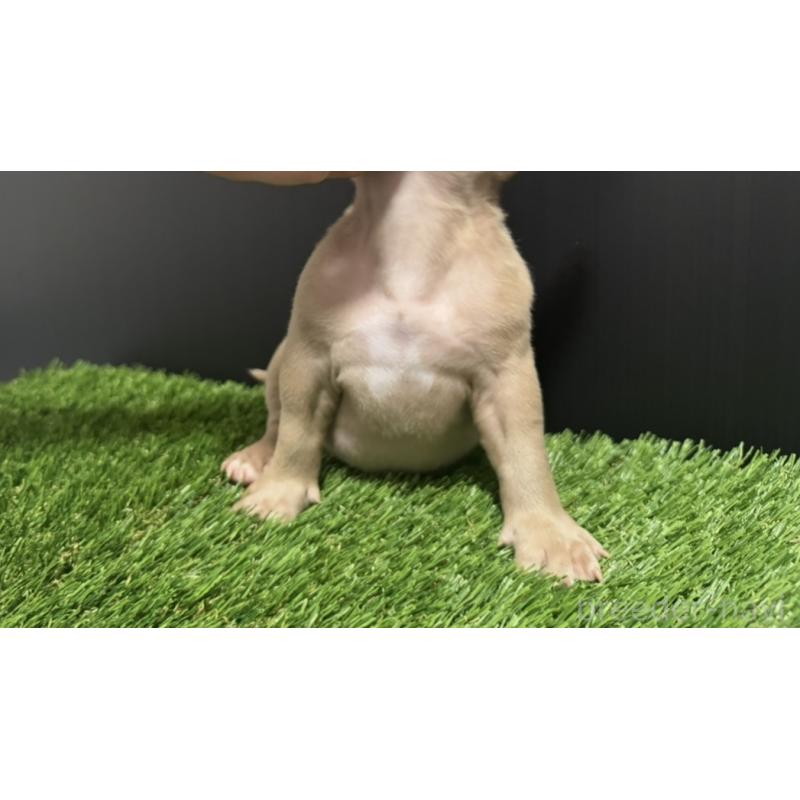 販売中の埼玉県のエキゾチックブリー-434487の8枚目