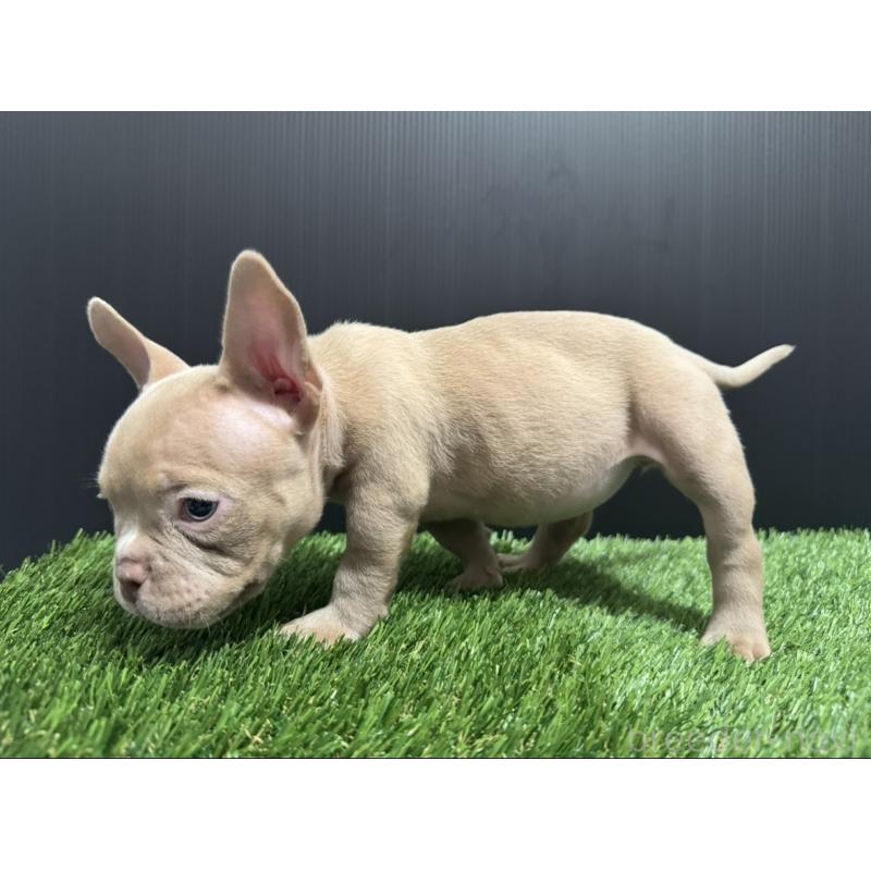 販売中の埼玉県のエキゾチックブリー-434487の6枚目