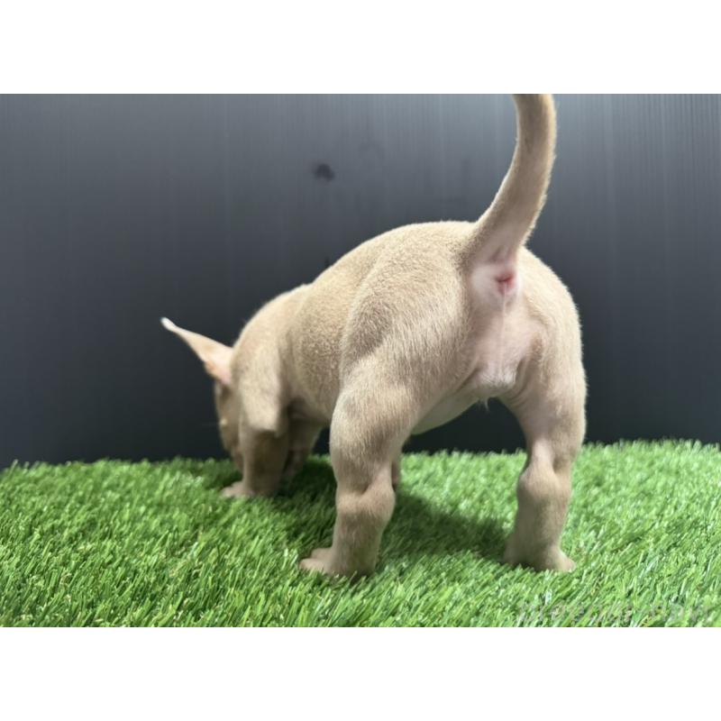 販売中の埼玉県のエキゾチックブリー-434487の5枚目