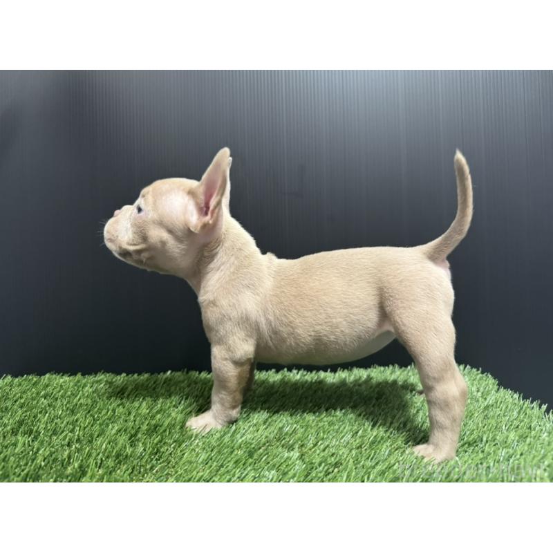 販売中の埼玉県のエキゾチックブリー-434487の4枚目