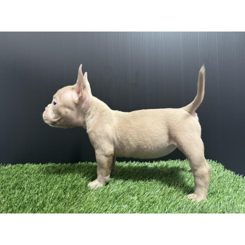 販売中の埼玉県のエキゾチックブリー-434487の3枚目