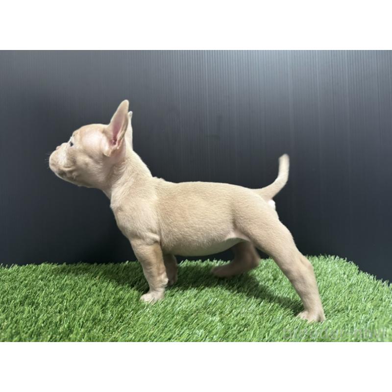 販売中の埼玉県のエキゾチックブリー-434487の2枚目