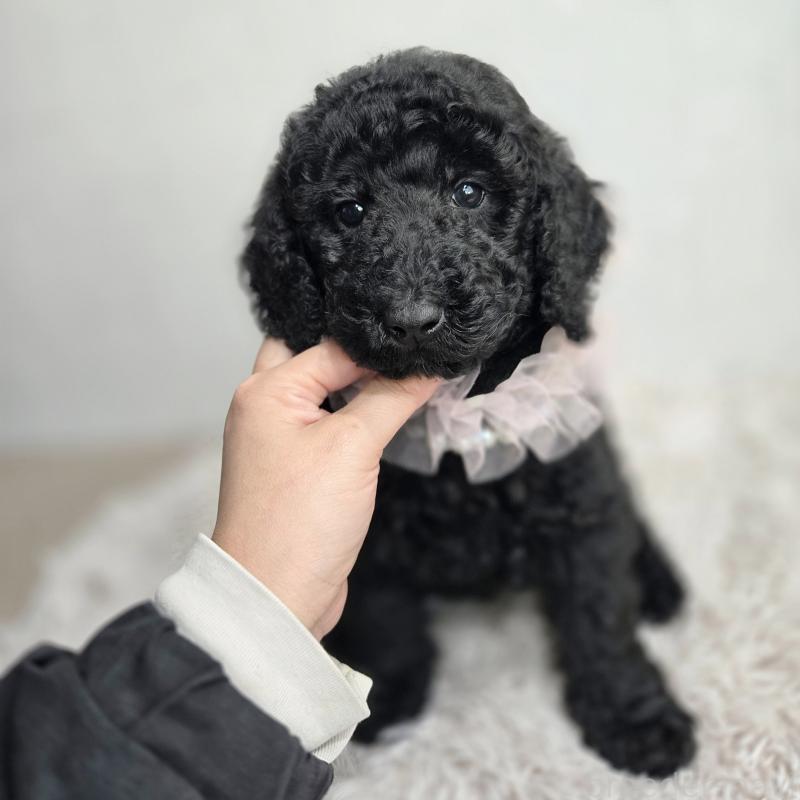 販売中の石川県のスタンダードプードル-434488の6枚目