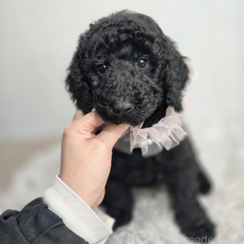 販売中の石川県のスタンダードプードル-434488の5枚目