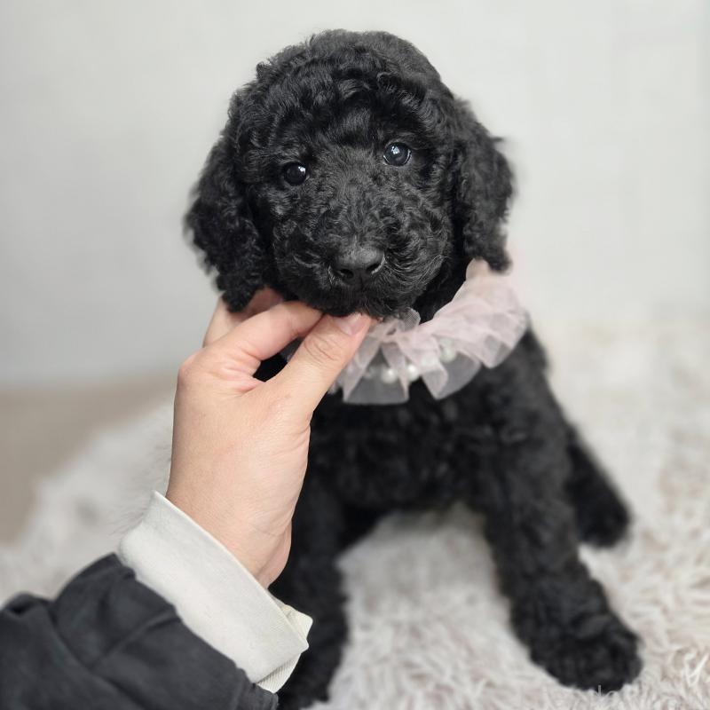 販売中の石川県のスタンダードプードル-434488の4枚目