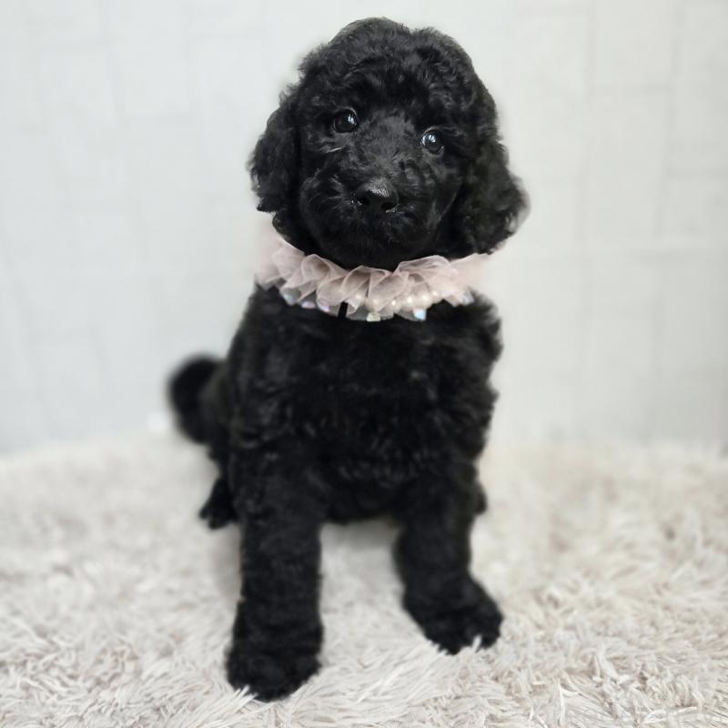 販売中の石川県のスタンダードプードル-434488の3枚目