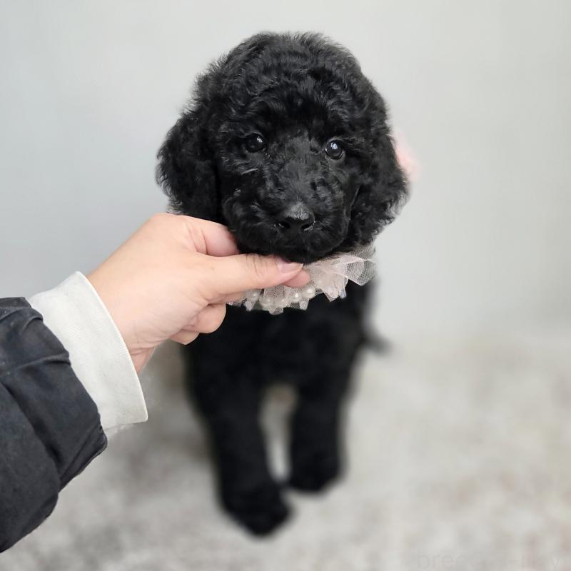 販売中の石川県のスタンダードプードル-434488の1枚目