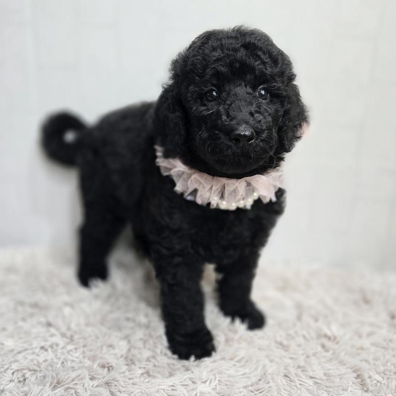 販売中の石川県のスタンダードプードル-434488の2枚目