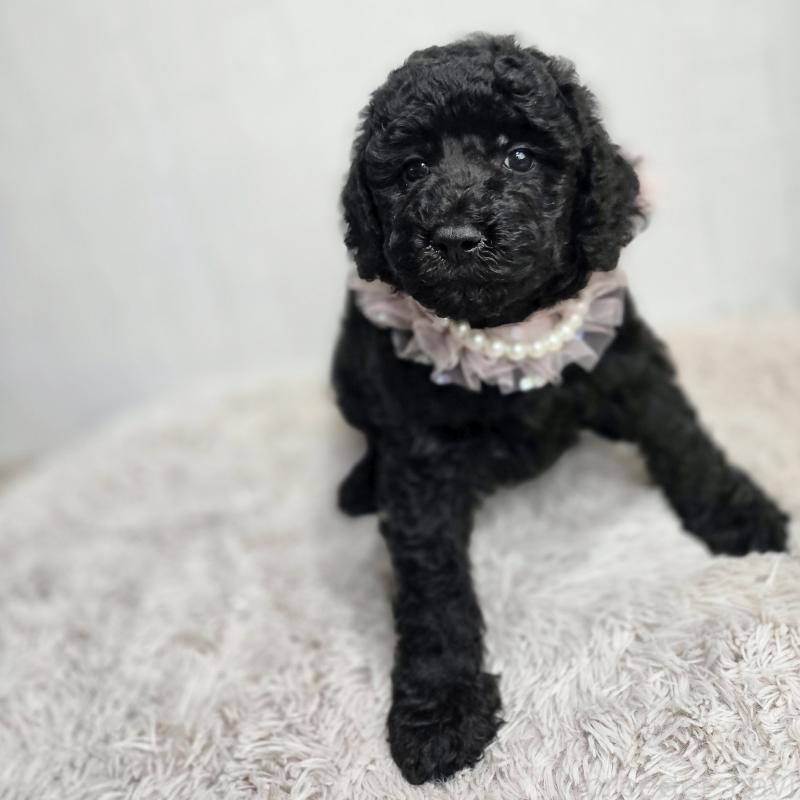 販売中の石川県のスタンダードプードル-434489の8枚目