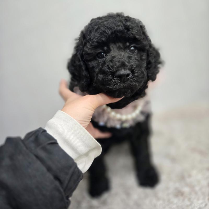 販売中の石川県のスタンダードプードル-434489の7枚目