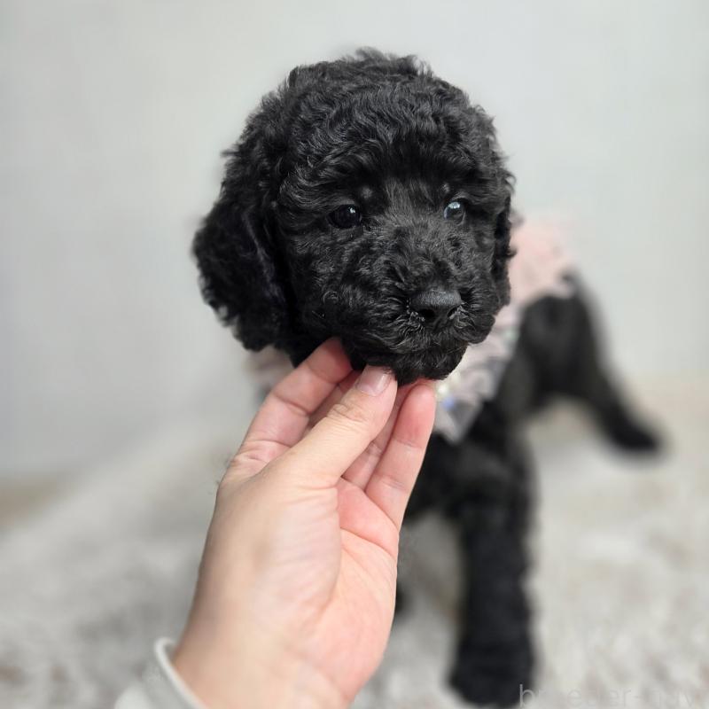 販売中の石川県のスタンダードプードル-434489の6枚目