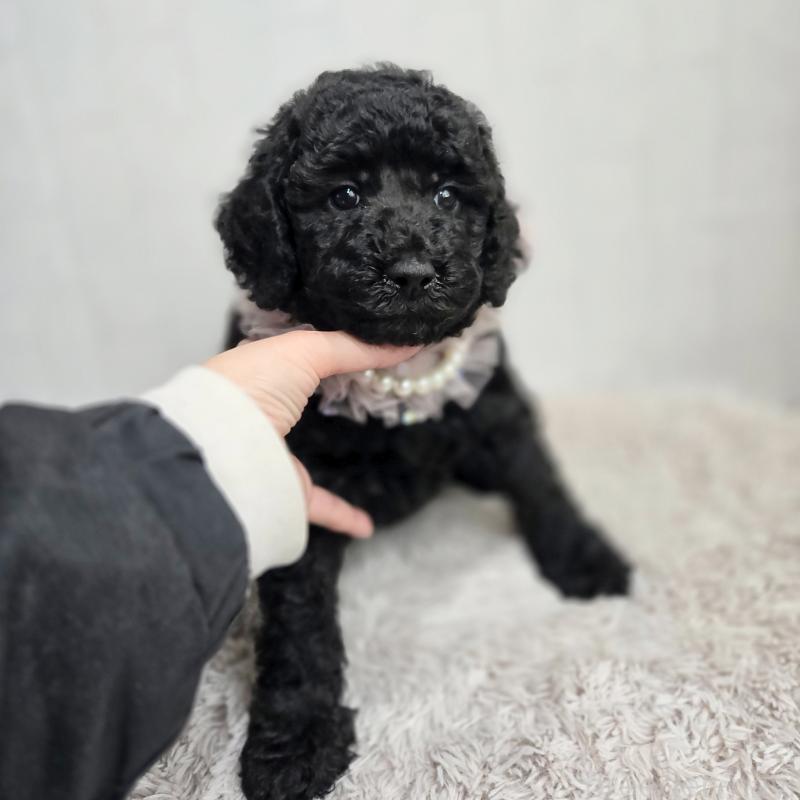 販売中の石川県のスタンダードプードル-434489の5枚目