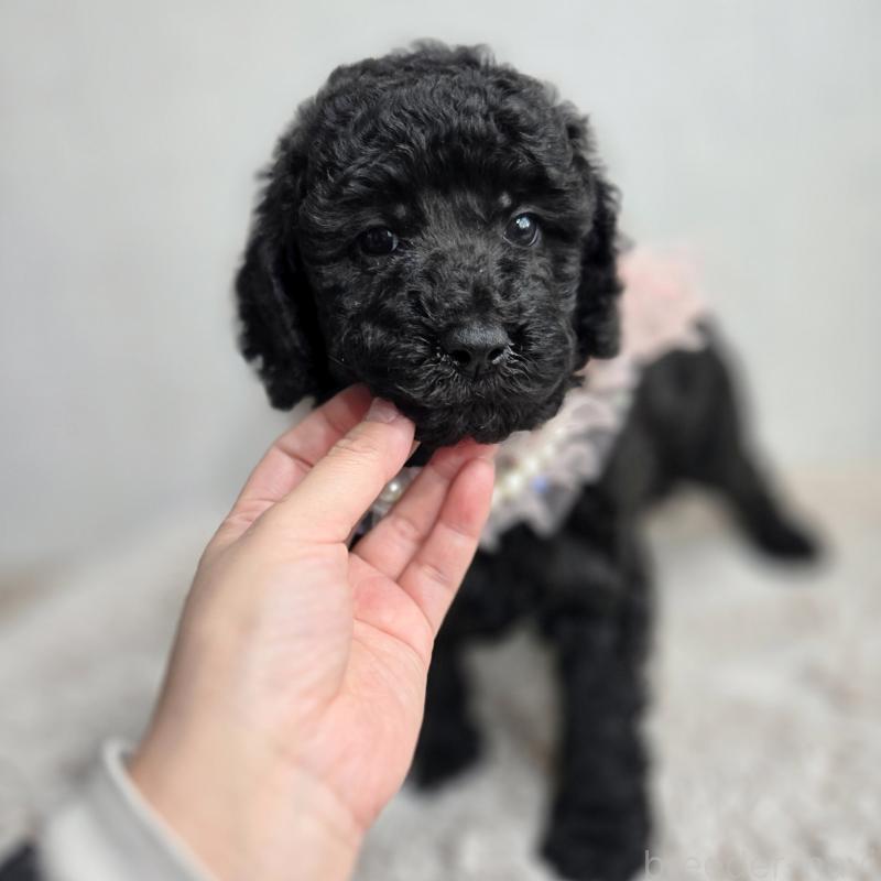 販売中の石川県のスタンダードプードル-434489の4枚目