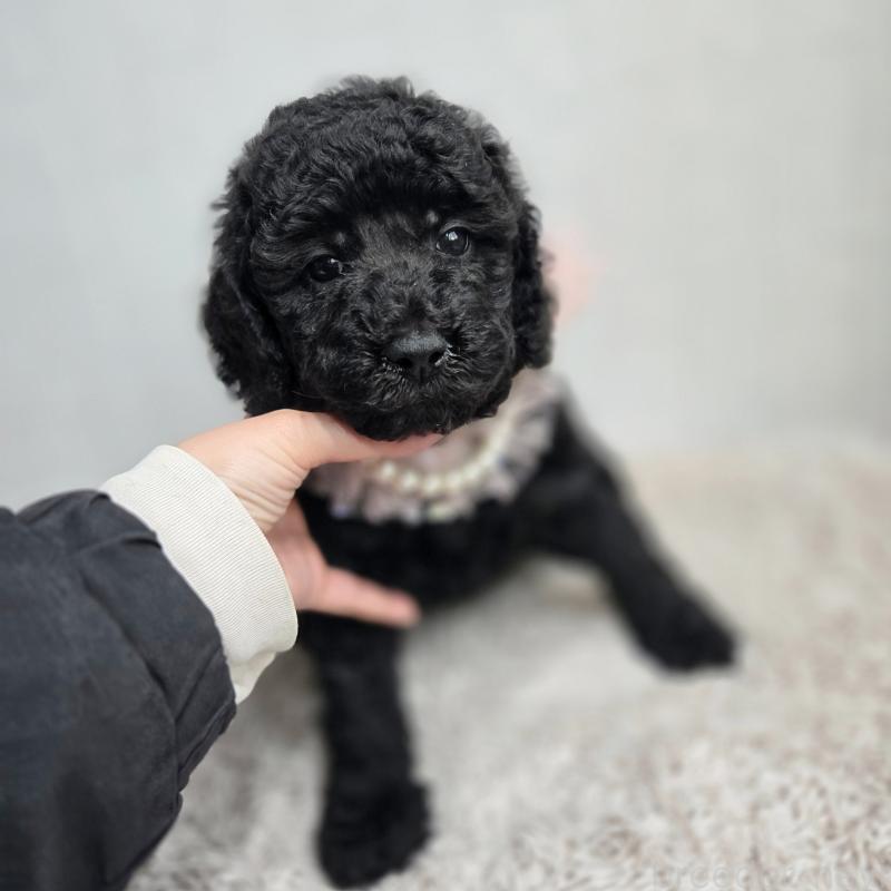 販売中の石川県のスタンダードプードル-434489