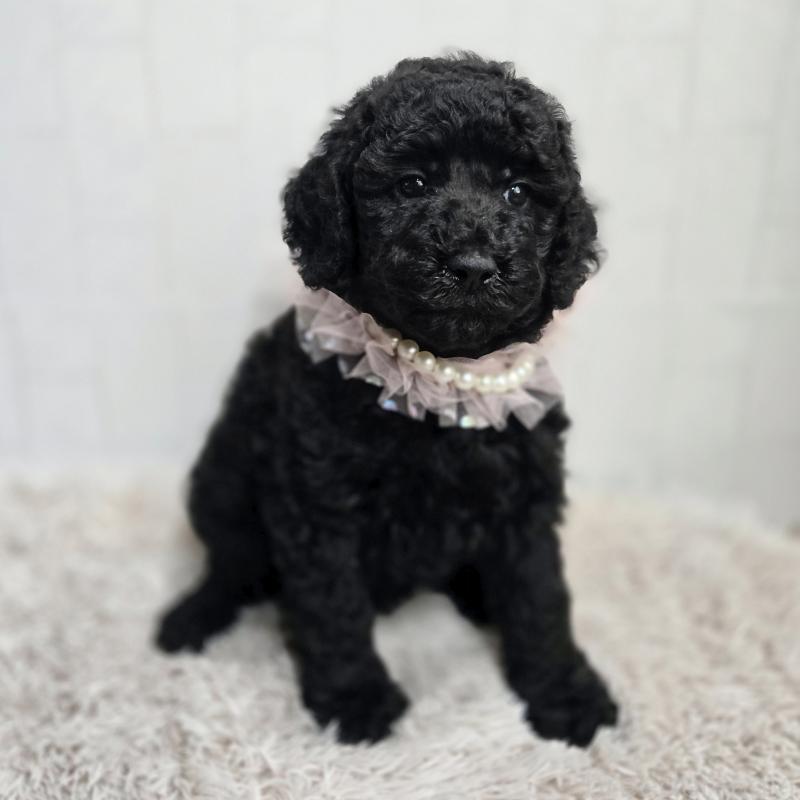 販売中の石川県のスタンダードプードル-434489の3枚目