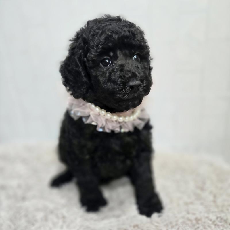 販売中の石川県のスタンダードプードル-434489の2枚目