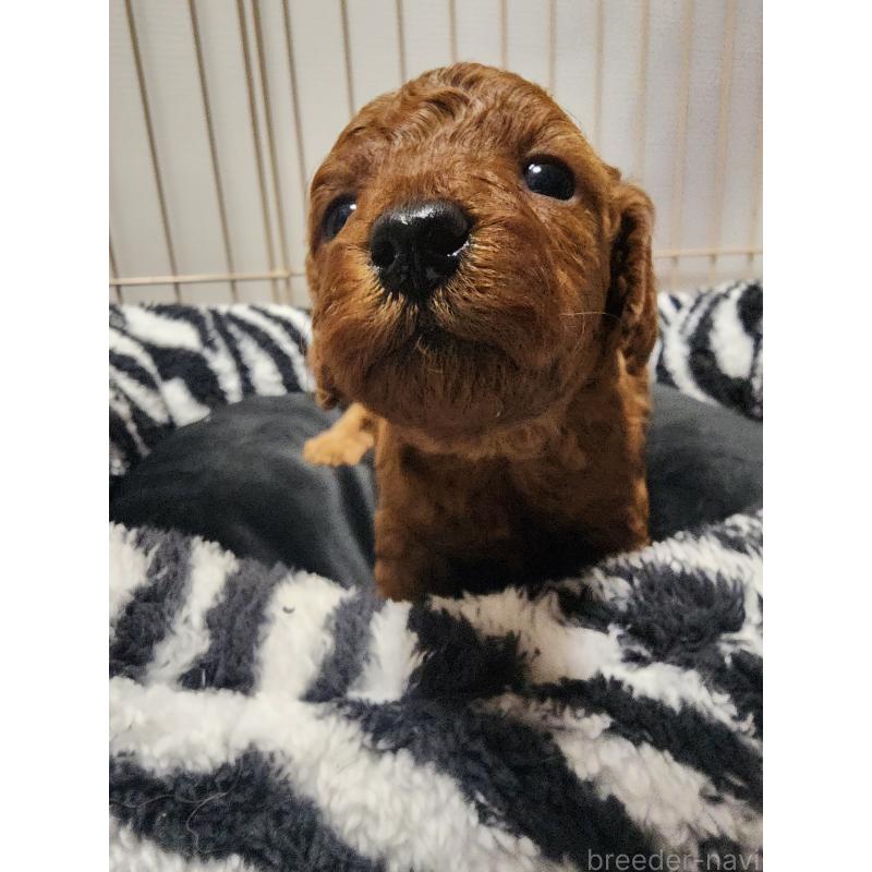 販売中の愛知県のトイプードル-433885の4枚目