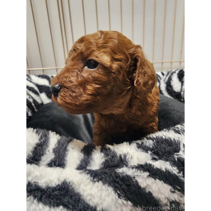 販売中の愛知県のトイプードル-433885の3枚目