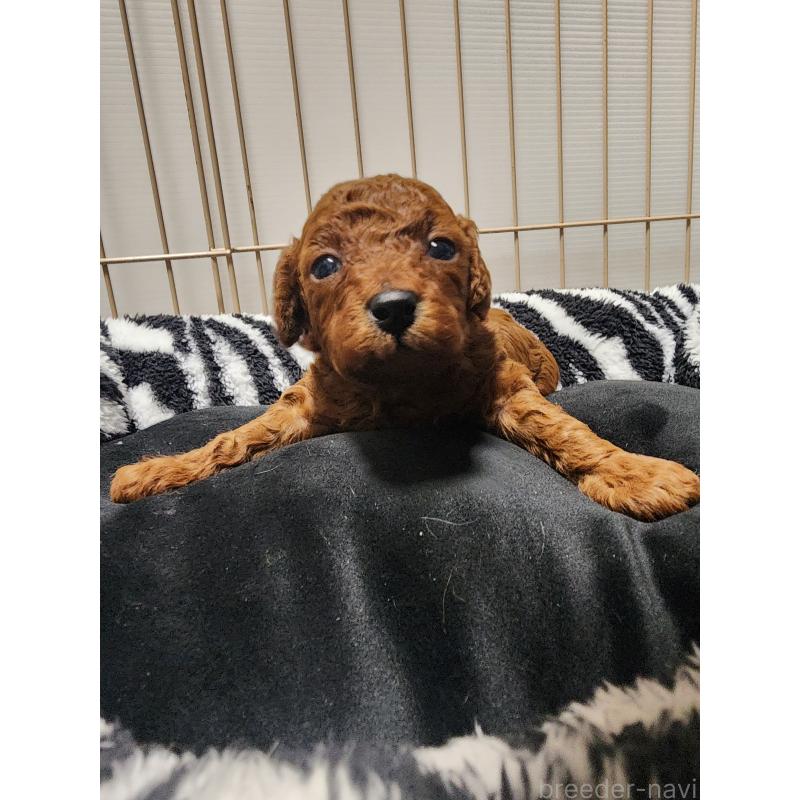 販売中の愛知県のトイプードル-433887の6枚目