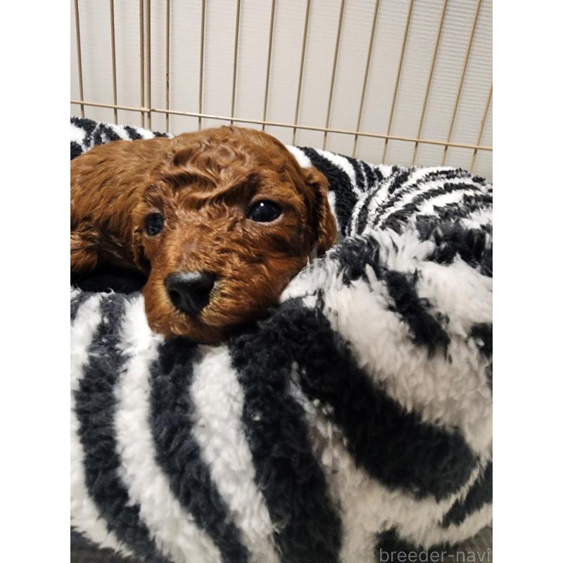 販売中の愛知県のトイプードル-433887の5枚目