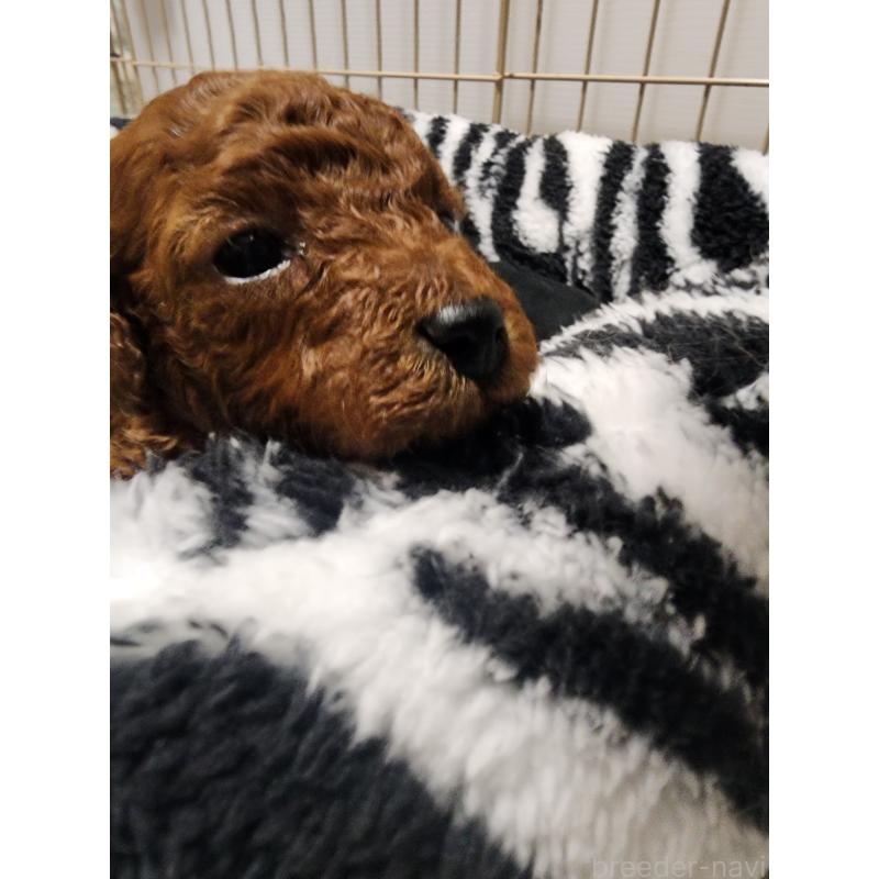 販売中の愛知県のトイプードル-433887の4枚目