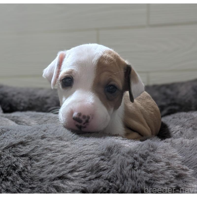 成約済の愛媛県のイタリアングレーハウンド(イタグレ)-430154の6枚目