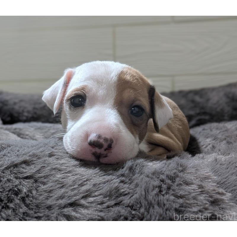 成約済の愛媛県のイタリアングレーハウンド(イタグレ)-430154の5枚目