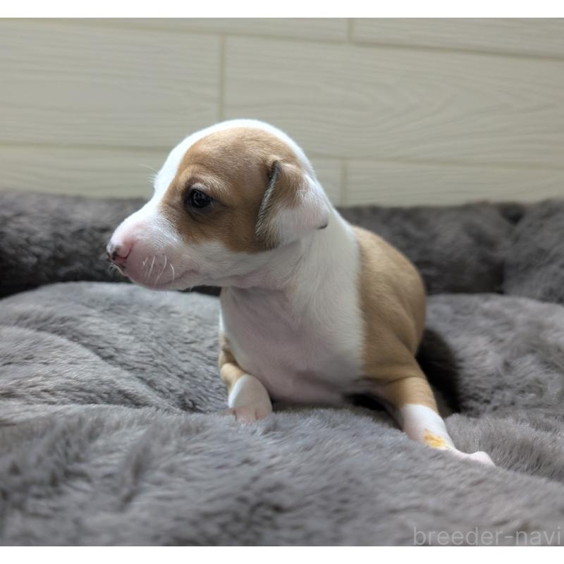 成約済の愛媛県のイタリアングレーハウンド(イタグレ)-430154の4枚目